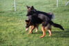 Hundetreff-Schaeferhunde-25-01-12-44