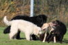 hundetreff-kiekutsee-11-11-12-104