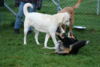 hundetreff-kiekutsee-bilder-26-11-14-108