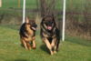 Hundetreff-Schaeferhunde-25-01-12-43