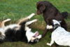 hundetreff-kiekutsee-bilder-07-12-14-73