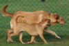 hundetreff-kiekutsee-bilder-26-11-14-10