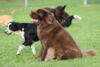 hundetreff-bilder-06-12-15-99
