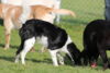 hundetreff-kiekutsee-11-11-12-14