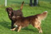 hundetreff-kiekutsee-bilder-23-11-14-114