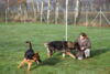 Hundetreff-Schaeferhunde-25-01-12-14