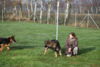 Hundetreff-Schaeferhunde-25-01-12-16