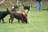 hundetreff-bilder-13-11-16-34