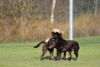 hundetreff-kiekutsee-11-11-12-11