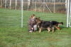 Hundetreff-Schaeferhunde-25-01-12-18