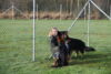 Hundetreff-Schaeferhunde-25-01-12-25