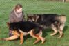 Hundetreff-Schaeferhunde-25-01-12-36