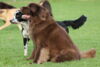 hundetreff-bilder-06-12-15-98