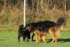 hundetreff-bilder-27-11-16-11