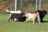 hundetreff-kiekutsee-11-11-12-106