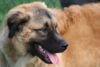 hundetreff-kiekutsee-bilder-26-11-14-103