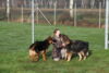 Hundetreff-Schaeferhunde-25-01-12-37