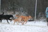 hundetreff-kiekutsee-16-01-13-115