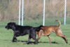 hundetreff-kiekutsee-28-10-12-154