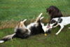hundetreff-kiekutsee-bilder-07-12-14-74
