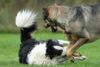 hundetreff-kiekutsee-bilder-2-11-14-114