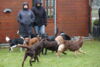 hundetreff-kiekutsee-bilder-21-12-14-115