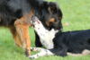hundetreff-bilder-06-12-15-108