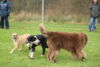 hundetreff-bilder-06-12-15-19