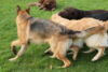 hundetreff-bilder-06-12-15-72