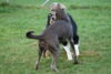 hundetreff-kiekutsee-bilder-26-11-14-91