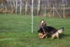 Hundetreff-Schaeferhunde-25-01-12-13