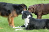 hundetreff-bilder-06-12-15-109