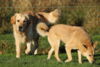 hundetreff-bilder-27-11-16-26