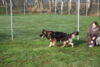 Hundetreff-Schaeferhunde-25-01-12-20