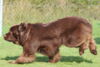 hundetreff-lohmann-14-10-12-16