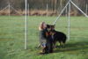 Hundetreff-Schaeferhunde-25-01-12-24