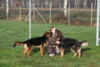 Hundetreff-Schaeferhunde-25-01-12-38