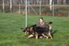 Hundetreff-Schaeferhunde-25-01-12-39