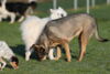 hundetreff-kiekutsee-bilder-28-12-14-114