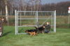 Hundetreff-Schaeferhunde-25-01-12-10