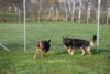Hundetreff-Schaeferhunde-25-01-12-17