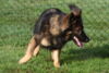 Hundetreff-Schaeferhunde-25-01-12-11