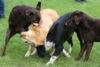 hundetreff-bilder-06-12-15-52