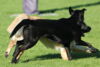 hundetreff-bilder-11-10-15-11