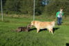 hundetreff-bilder-11-10-15-79