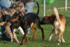 hundetreff-kiekutsee-20-11-13-103