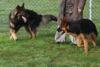 Hundetreff-Schaeferhunde-25-01-12-12