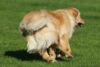 hundetreff-bilder-11-10-15-4
