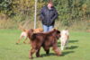 hundetreff-lohmann-14-10-12-86